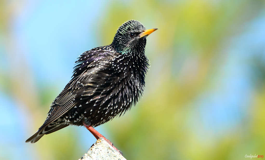European Starling